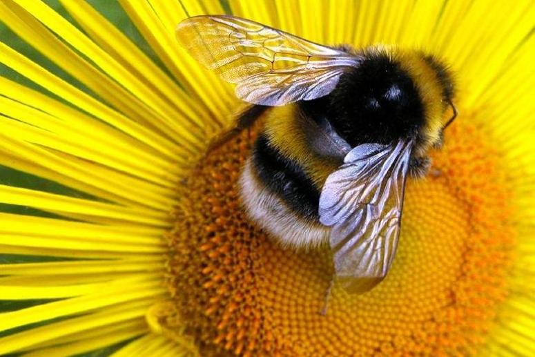 Пчелиный праздник