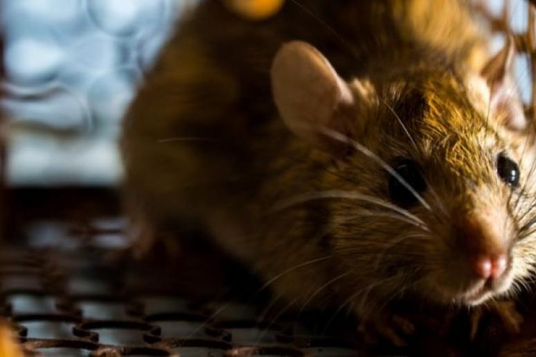 Редкая крысиная болезнь убила 42-летнюю женщину