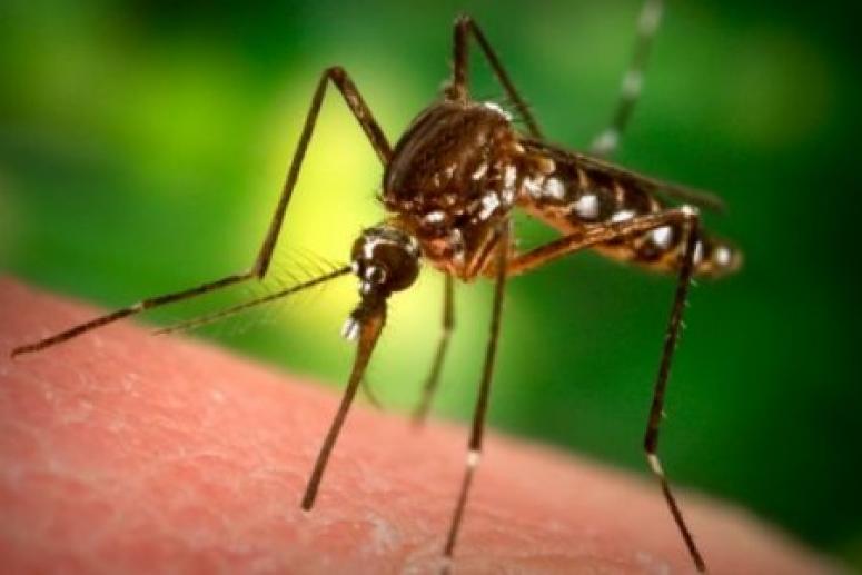 Выяснилось, какая группа крови самая вкусная для комаров