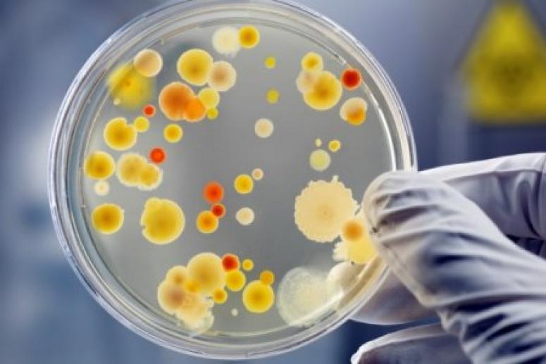 Ученые нашли способ победить старость с помощью бактерий