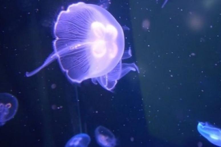 На пляжах Израиля скопились десятки миллионов медуз, опасных для человека