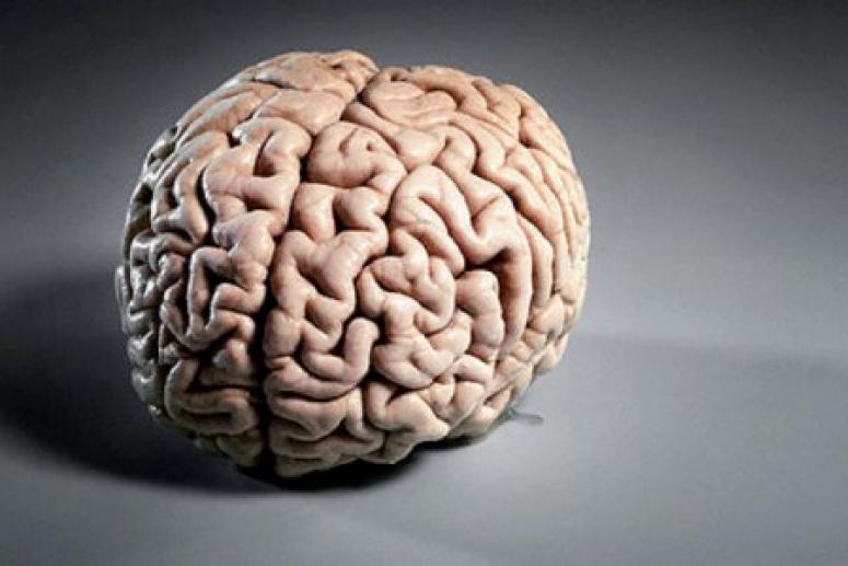 Ученые рассказали, какие продукты действительно полезны для мозга