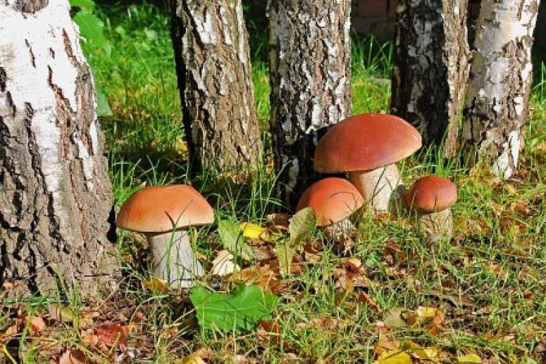 МЧС: отравиться можно и съедобными грибами