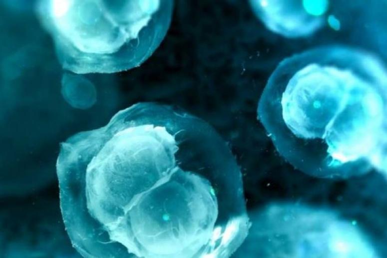 Исследование помогло понять различия в стволовых клетках
